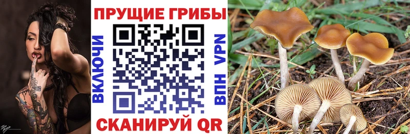 Псилоцибиновые грибы MAGIC MUSHROOMS  Купить где  Котельники 